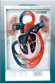 The electric model of heartbeat and circulation